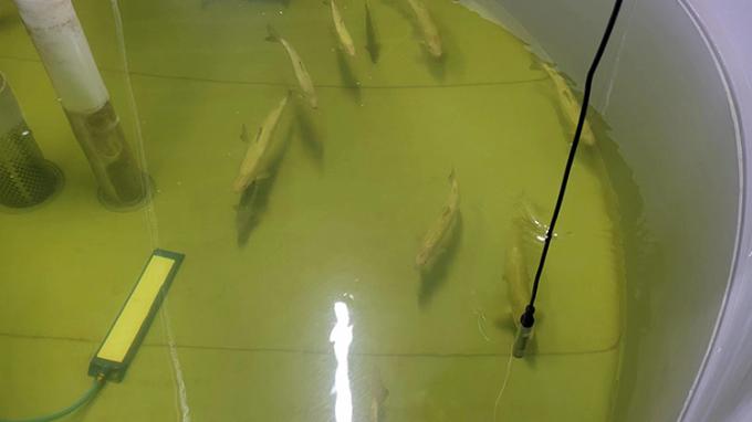 Capteur dissous par fluorescence d'oxygène en aquiculture