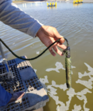 Capteurs dissous optiques d'oxygène en aquiculture